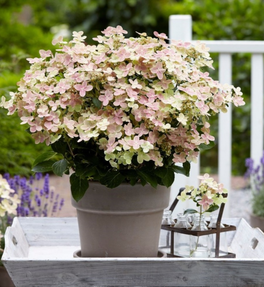 Гортензія полістар 3 л 4 річна