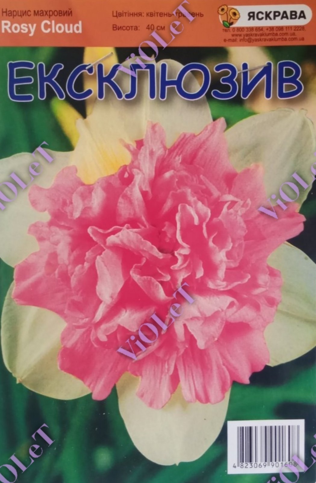 Rosy Cloud,  нарцис махровий, 10/12 (1 каперс=3 шт)