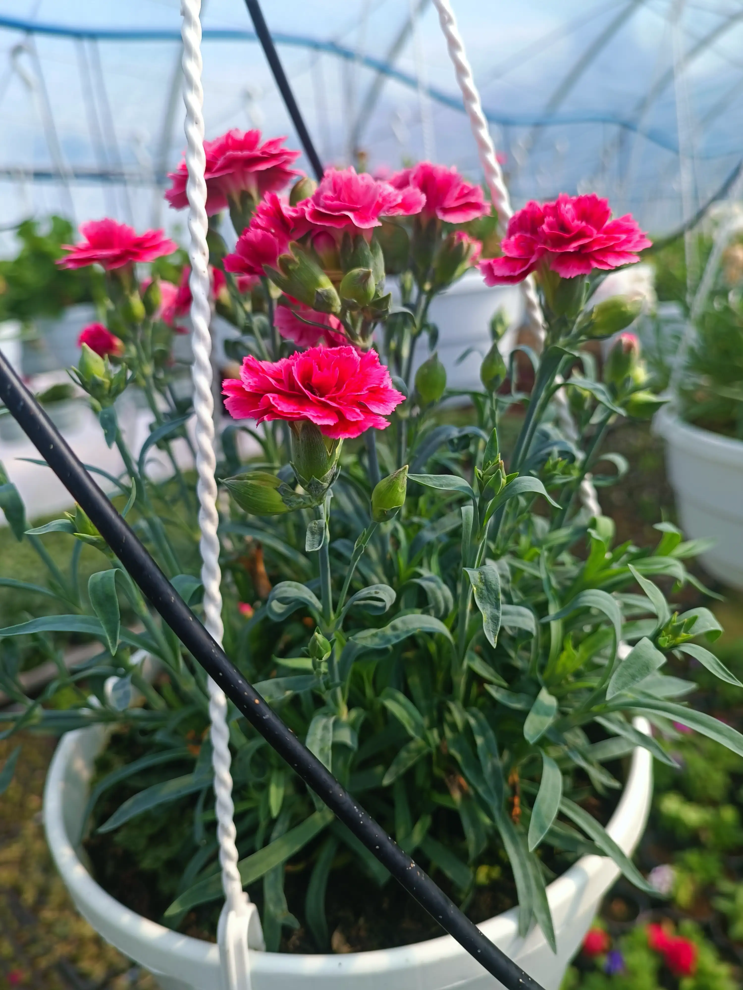 Гвоздика Махрова "Super Trouper Limone"