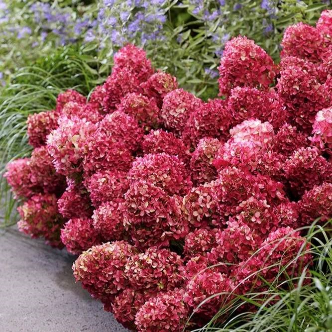 🌸 Гортензія волотиста 'Petite Cherry' (Hydrangea paniculata 'Petite Cherry') в касеті