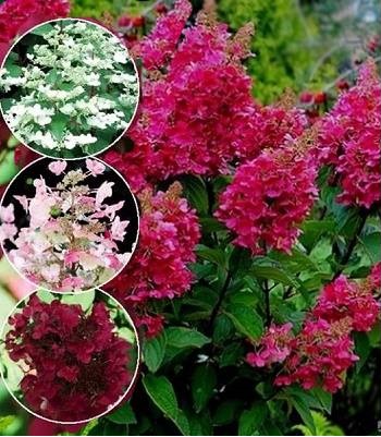 🌸 Гортензія волотиста Wim’s Red