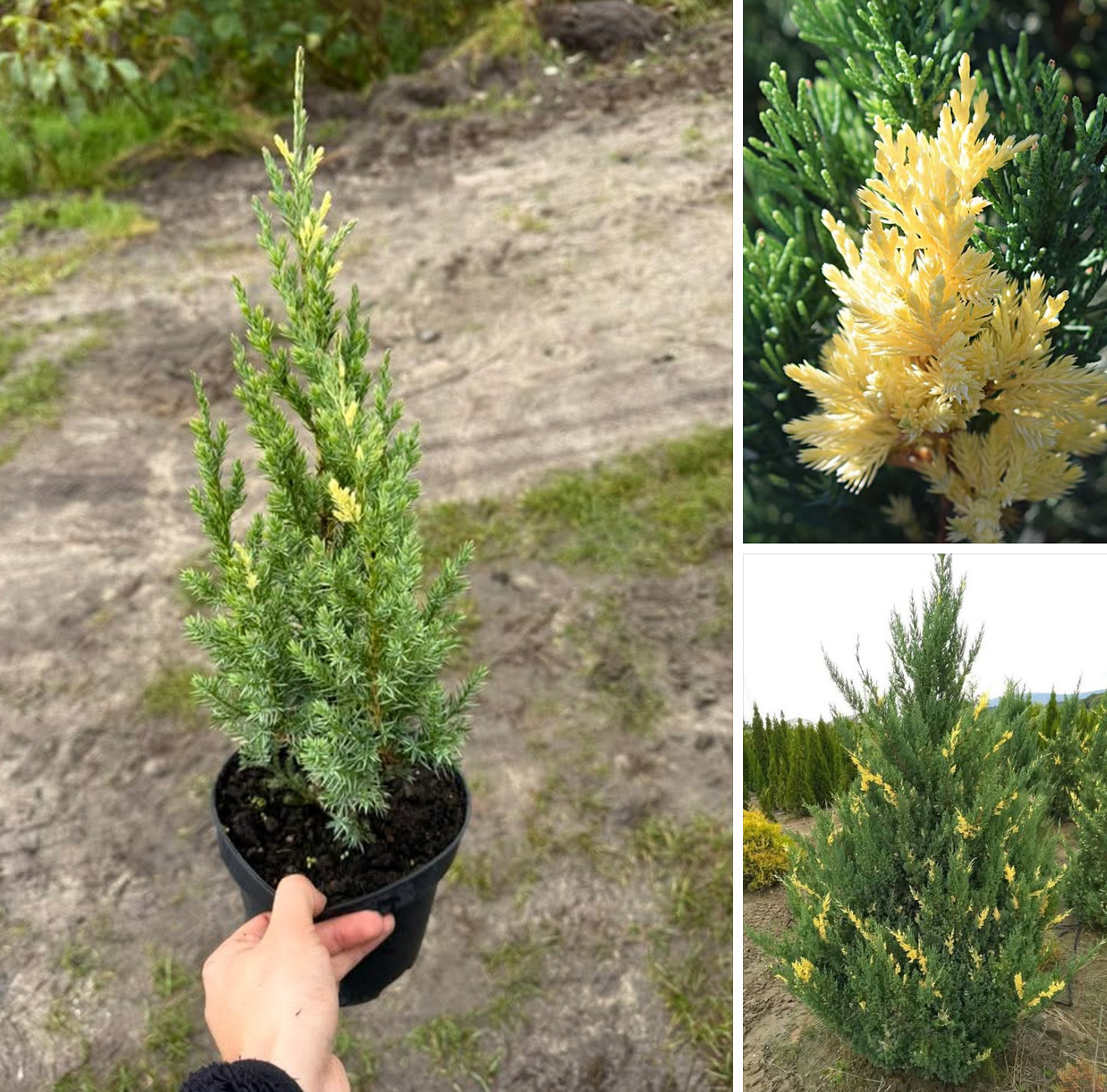 Ялівець стрікта