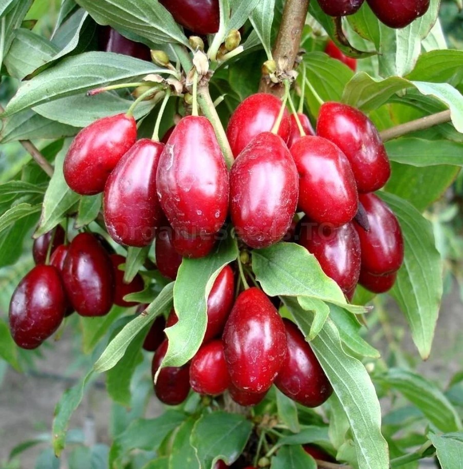 Кизил їстівний Гренадер