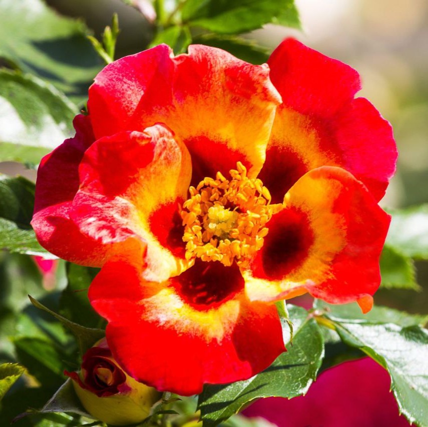 Саншайн Бебілон Айс (Sunshine Babylon Eyes)