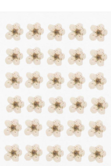 WHITE 30pcs BABY PRESSED FLOWER