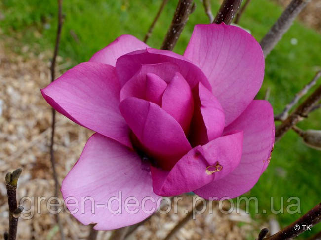 Магнолія 'Livingstone' (Magnolia 'Livingstone') 190-250 С7,5