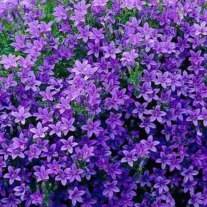 Кампанула Portenschlagiana (касетна розсада)