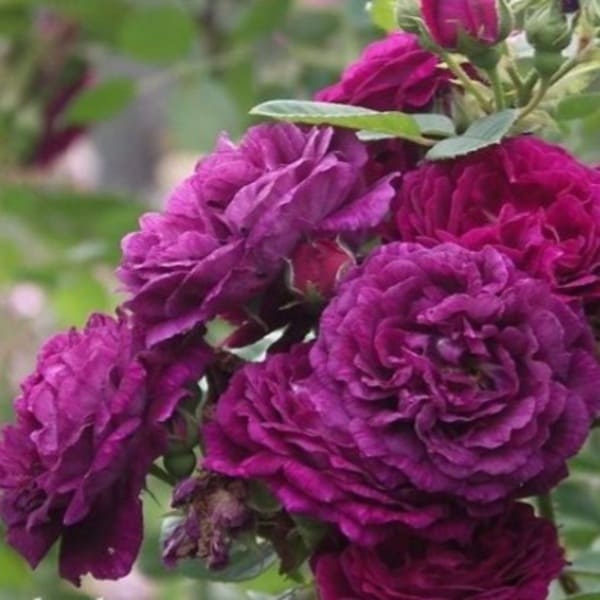 Джипсі Бой — Gipsy Boy (гібрид мультифлори)