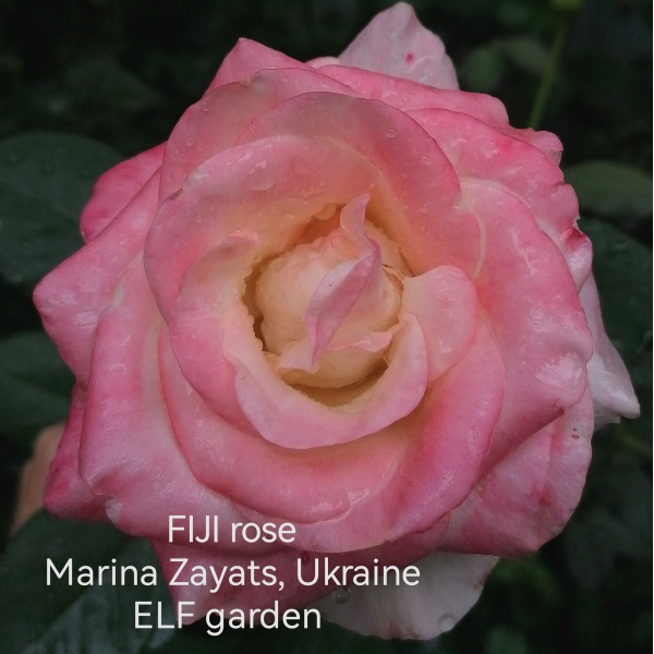 ФІДЖИ (Fiji)