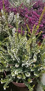 Еріка білого кольору