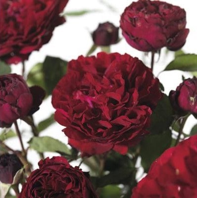 Ізабелла Ренесанс (Isabel Renaissance)