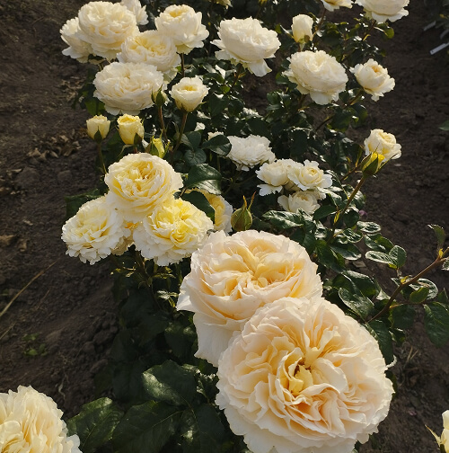 Беатріс (Beatrice)