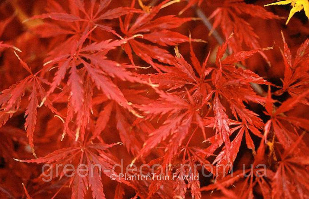 Клен пальмолистий 'Ака Шидаре' (Acer palmatum 'Aka Shidare') 120-140/35-50 С5
