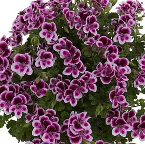 Пеларгонія ангельська Angel Eyes