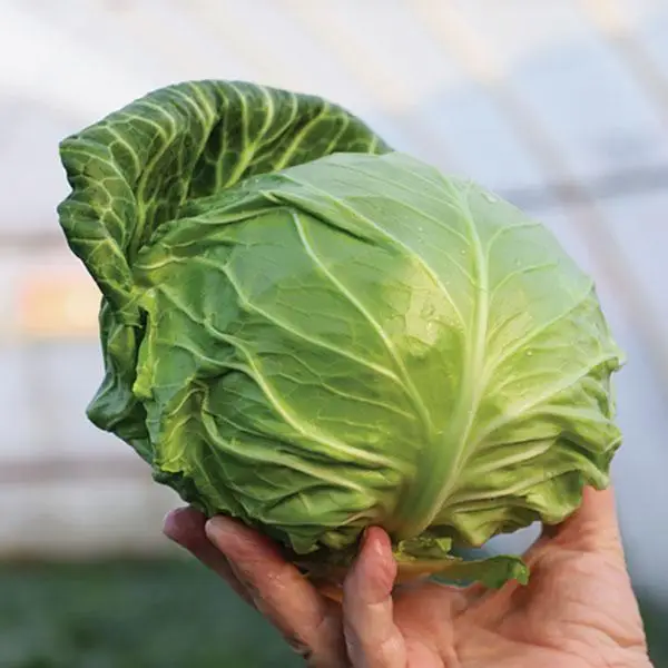 Зарісіма F1, рання, 20 шт (ЛАН) НОВИНКА