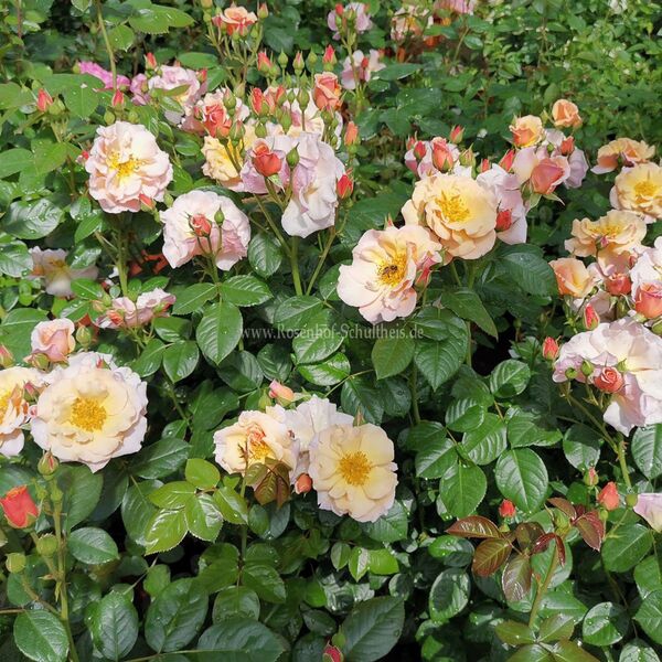 Сентед Віспер — Scented Whisper