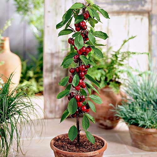 Вишня колоновидна Малютка