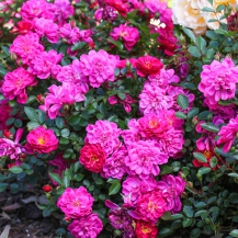 Перпл Рейн ( Purple Rain)