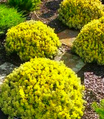 🌿 Барбарис "Goldalita" (Berberis thunbergii "Goldalita")