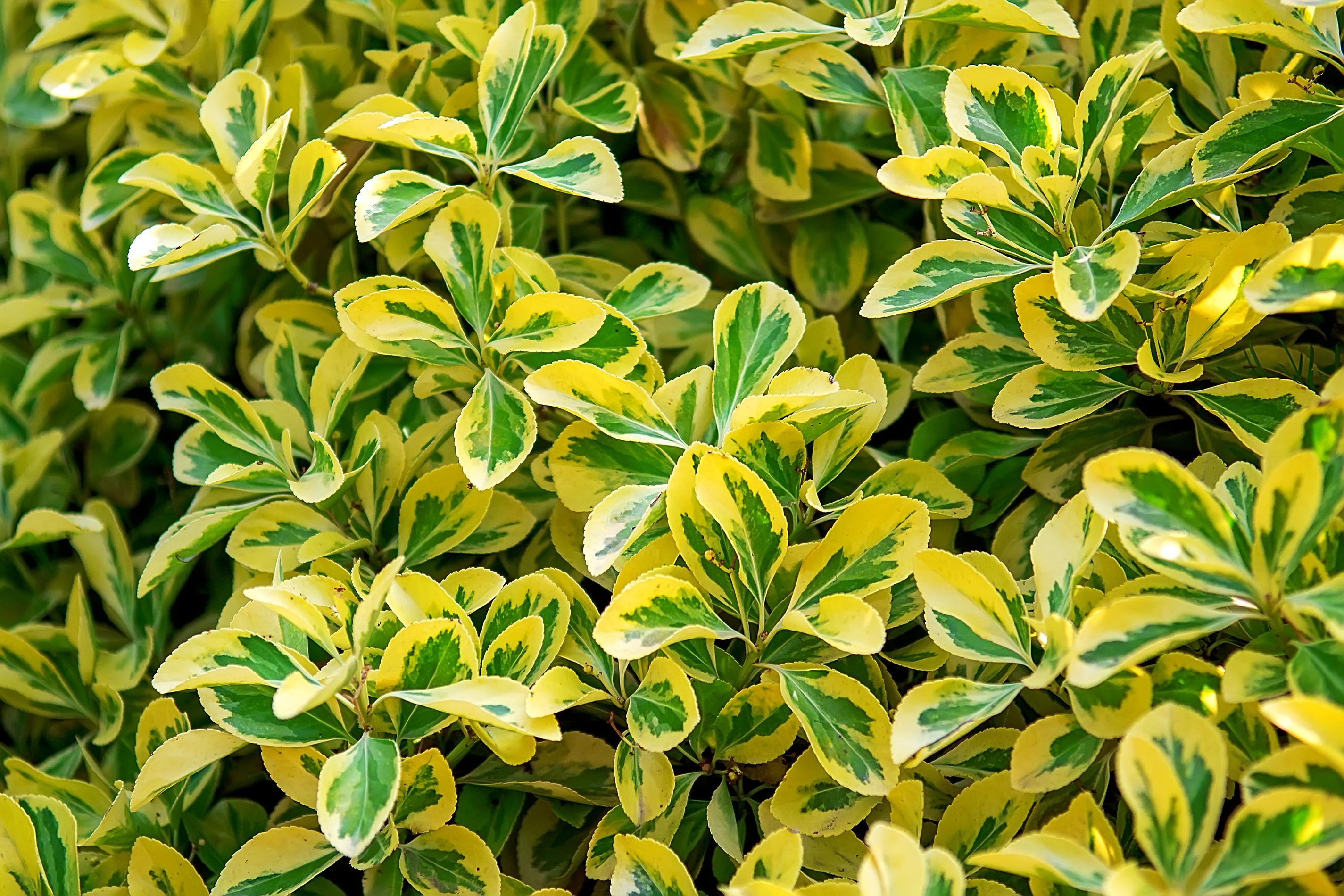 Бересклет Форчуна Emerald