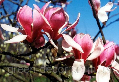 Магнолія 'Deep Purple Dream' (Magnolia 'Deep Purple Dream') — 70-100, C7,5