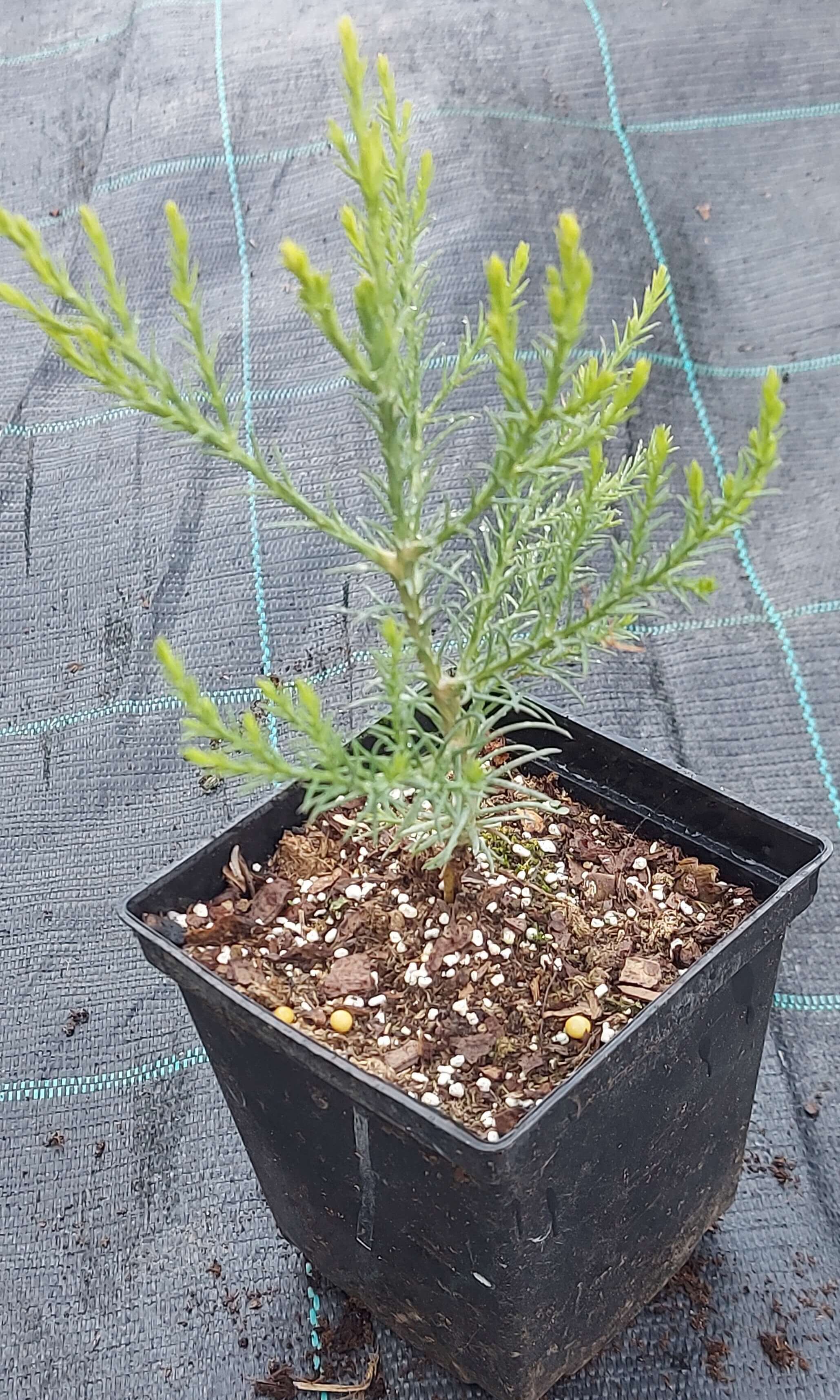 Секвоядендрон велетенський (Sequoiadendron giganteum)