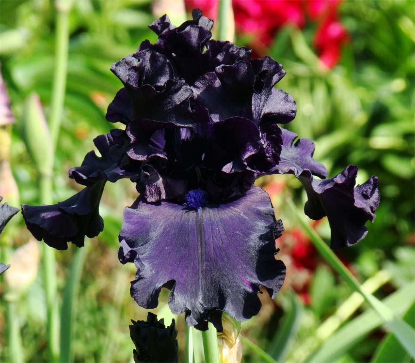 All Night Long/Ол Найт Лонг