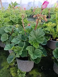 Пеларгония зональная Castello Tammo Rose Eye (в горщику р.12)