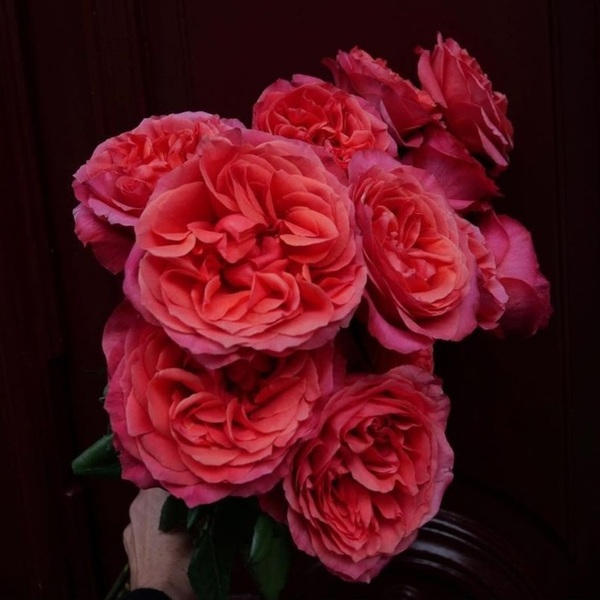 Дарк Експрешн — Dark Expression