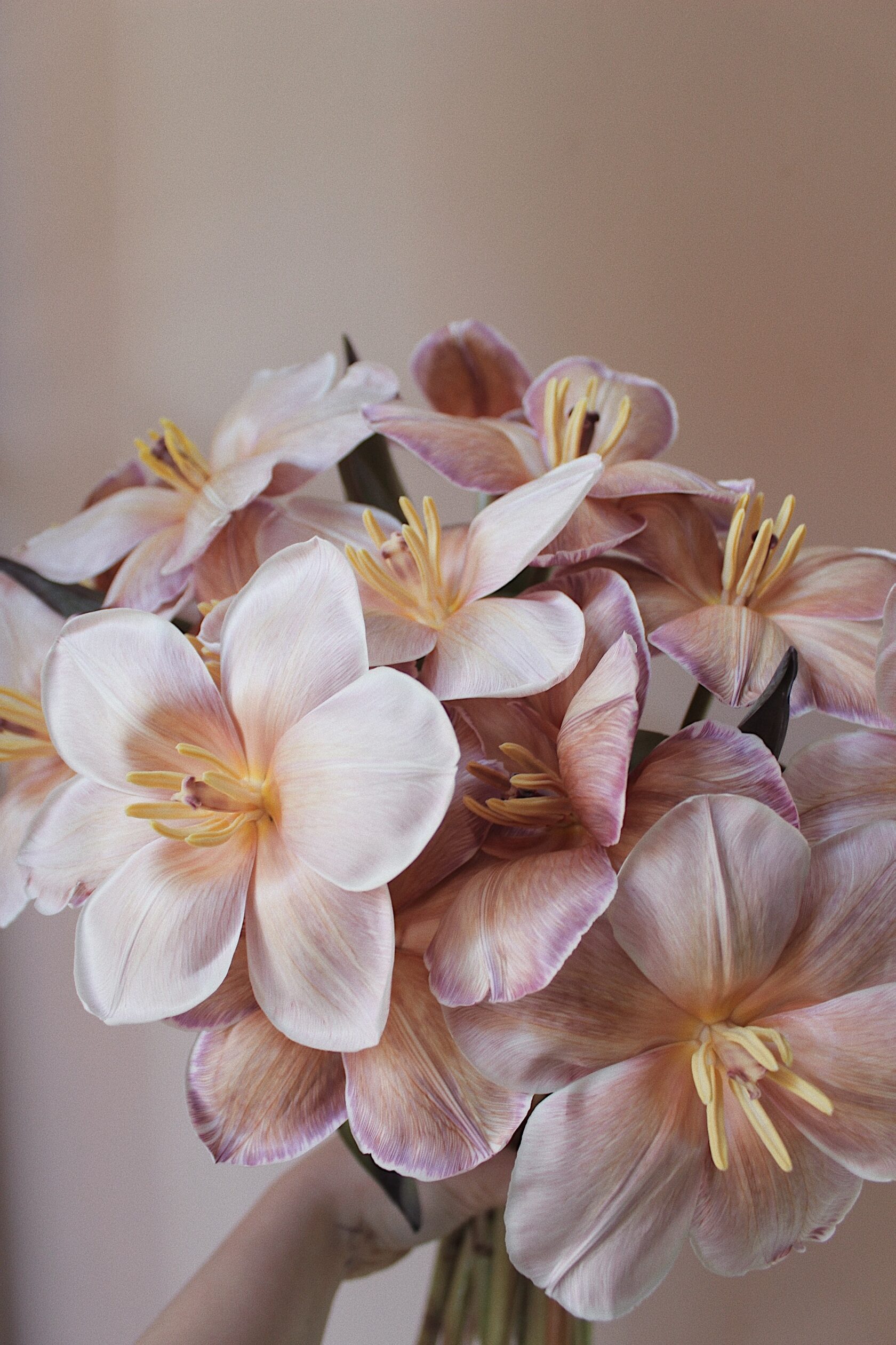 ВИГОРНУТІ ТЮЛЬПАНИ