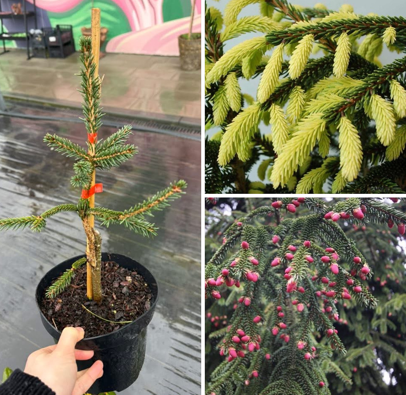 Ялинка ауреа спіката