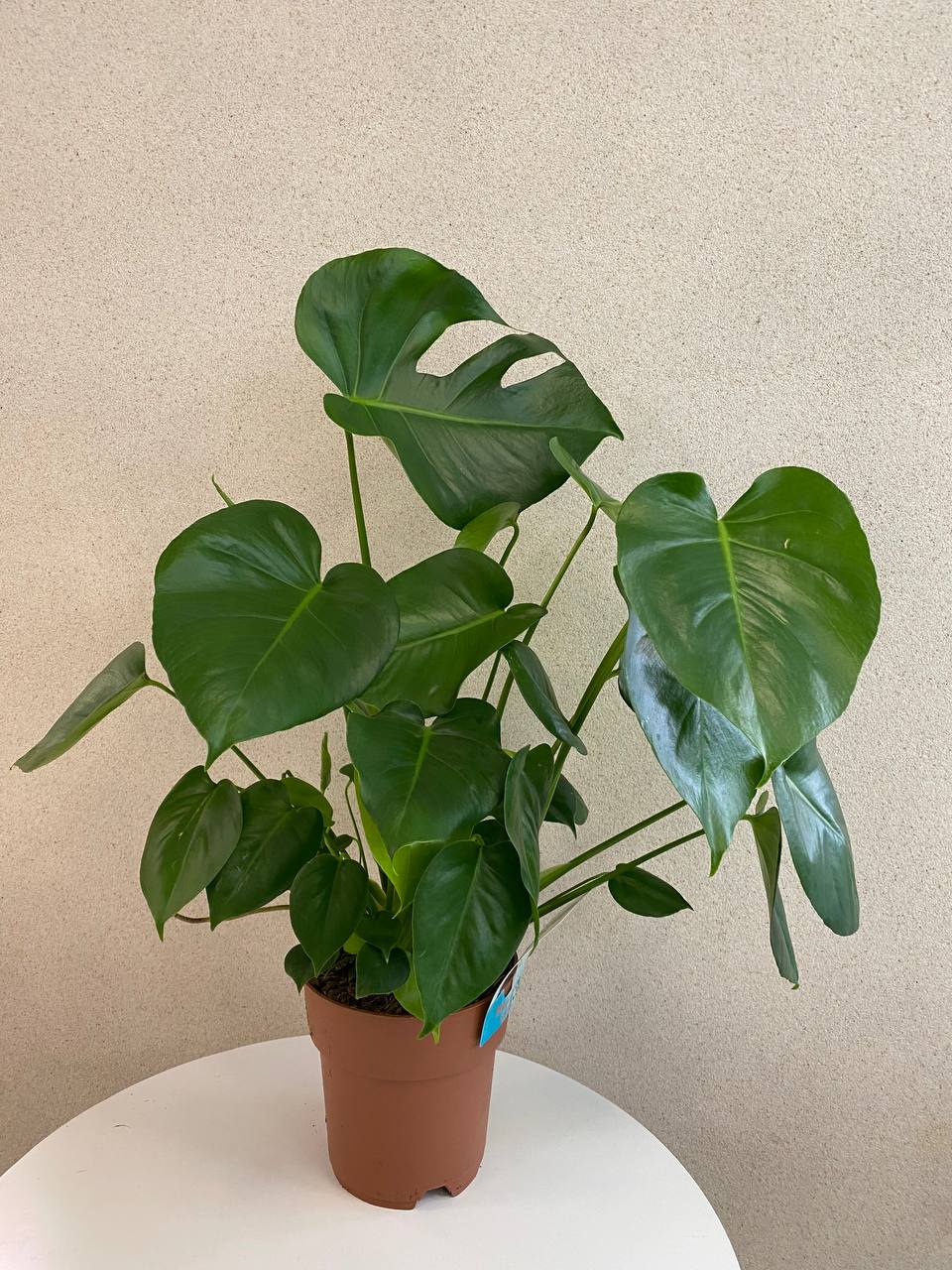 Monstera Менша