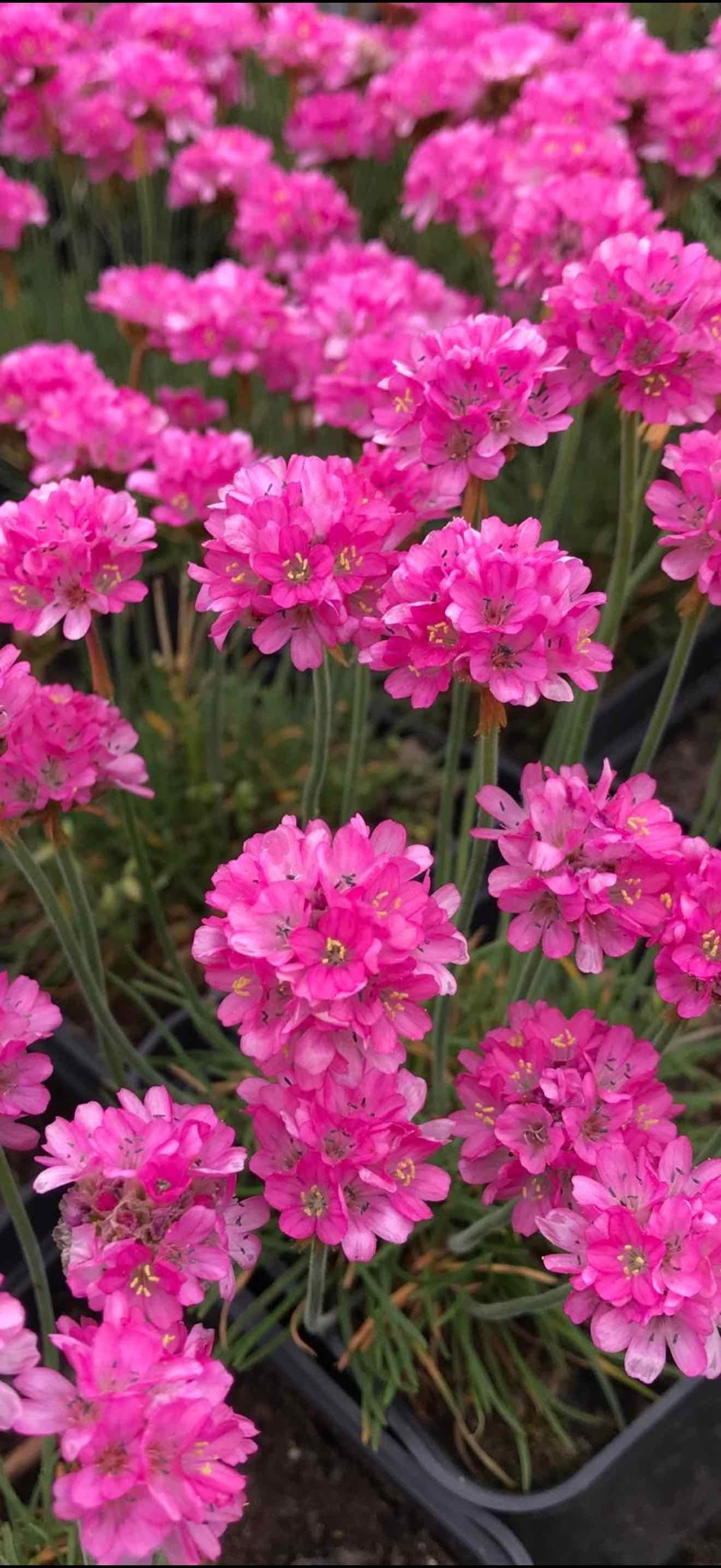 Армерія малинова р9