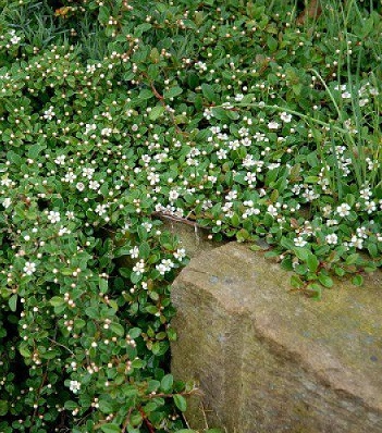 🌿 Кизильник "Rami"