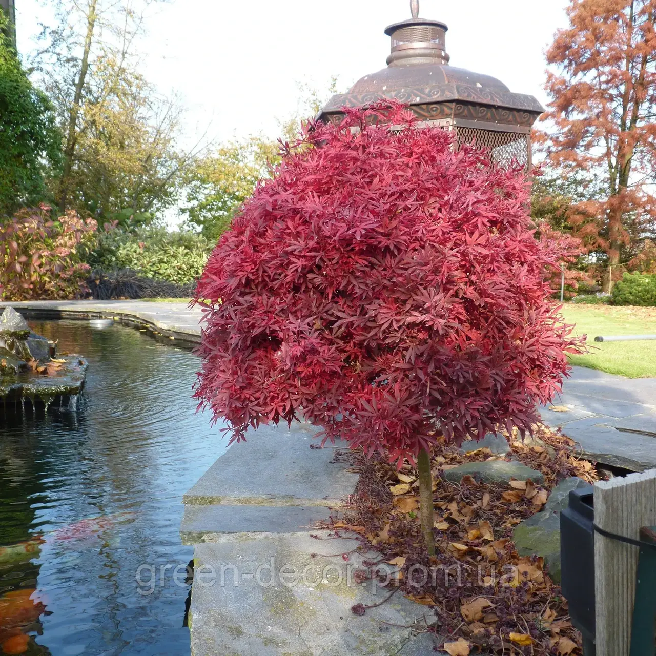 КЛЕН ПАЛЬМОЛИСТИЙ 'ШАІНА' Acer Palmatum Shaina / h 70-80
