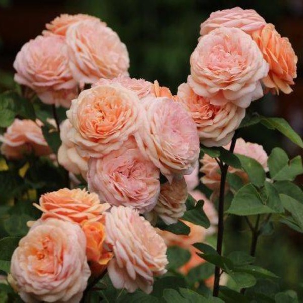 Чарльз Остін — Charles Austin