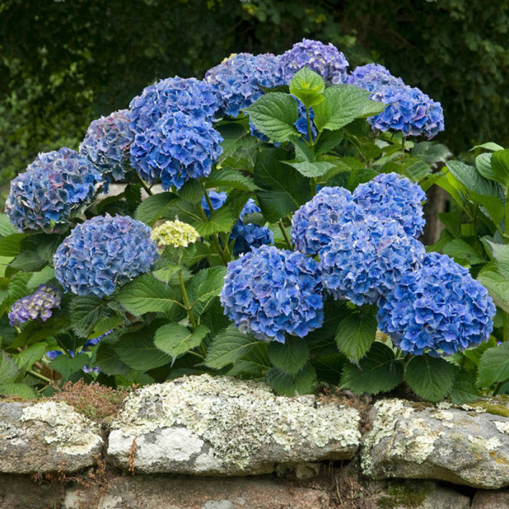 🌸 Гортензія широколиста 'Bodensee' (Hydrangea macrophylla 'Bodensee') в касеті