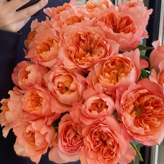 Драгонфлай - Dragonfly