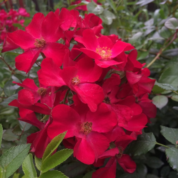 ПОППІ РОУЗ (Poppy Rose)