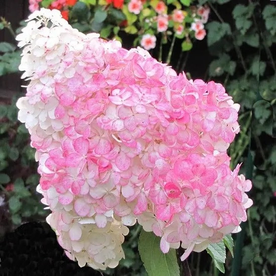 Гортензія "Pink Ledi"