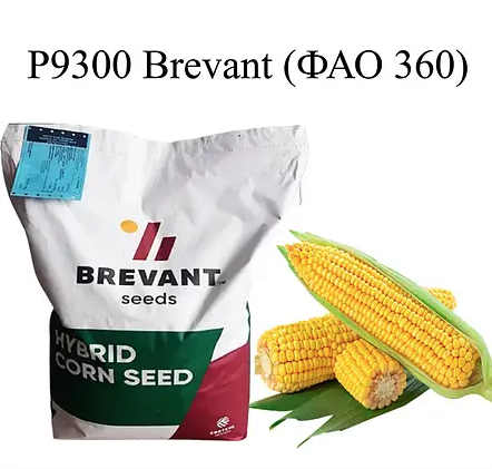 Насіння кукурудзи Р9300 Бревант ФАО 360 Кукурудза високої врожайності