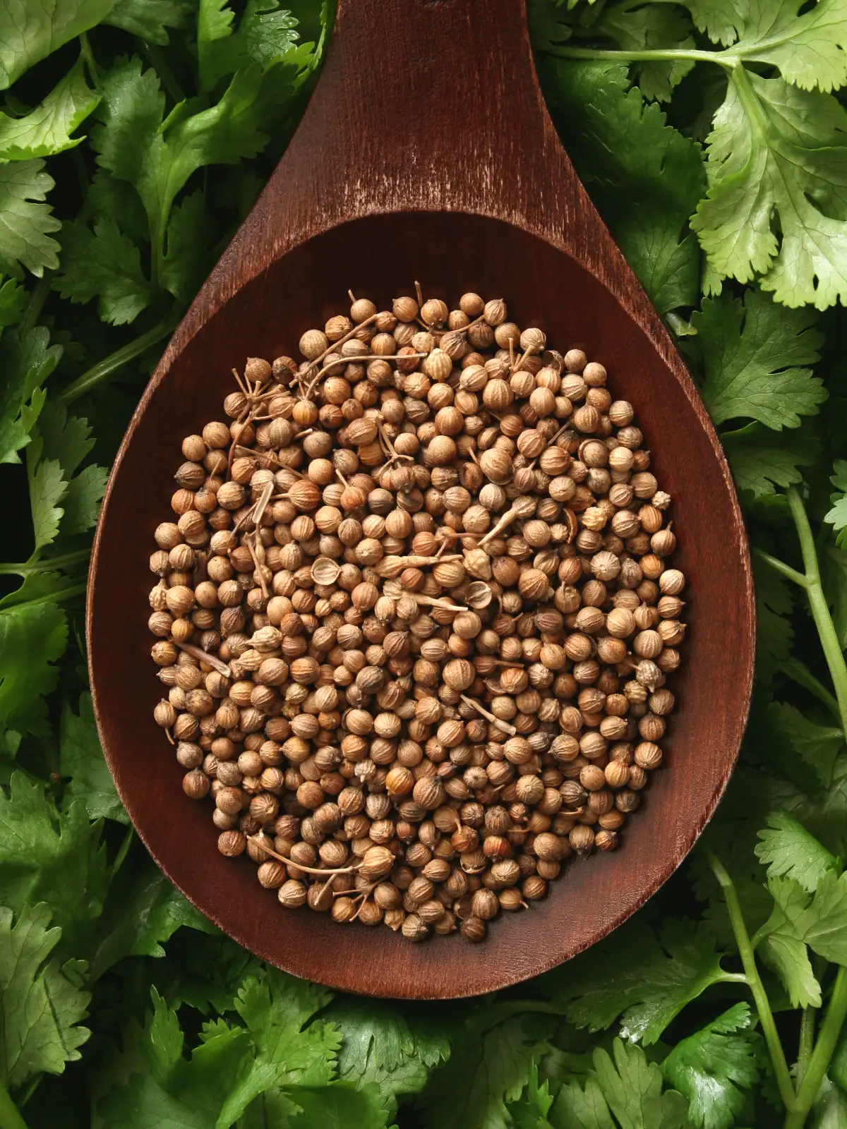 Коріандр зерно