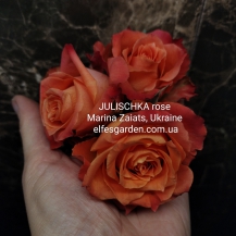 ЮЛІЧКА( Julischka) зрізочна новинка