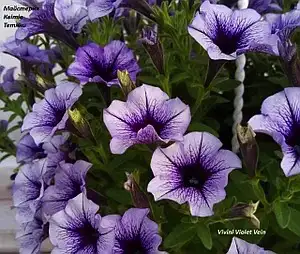 Петунія калібрахоа Vivini Violet Vein (касетна розсада)