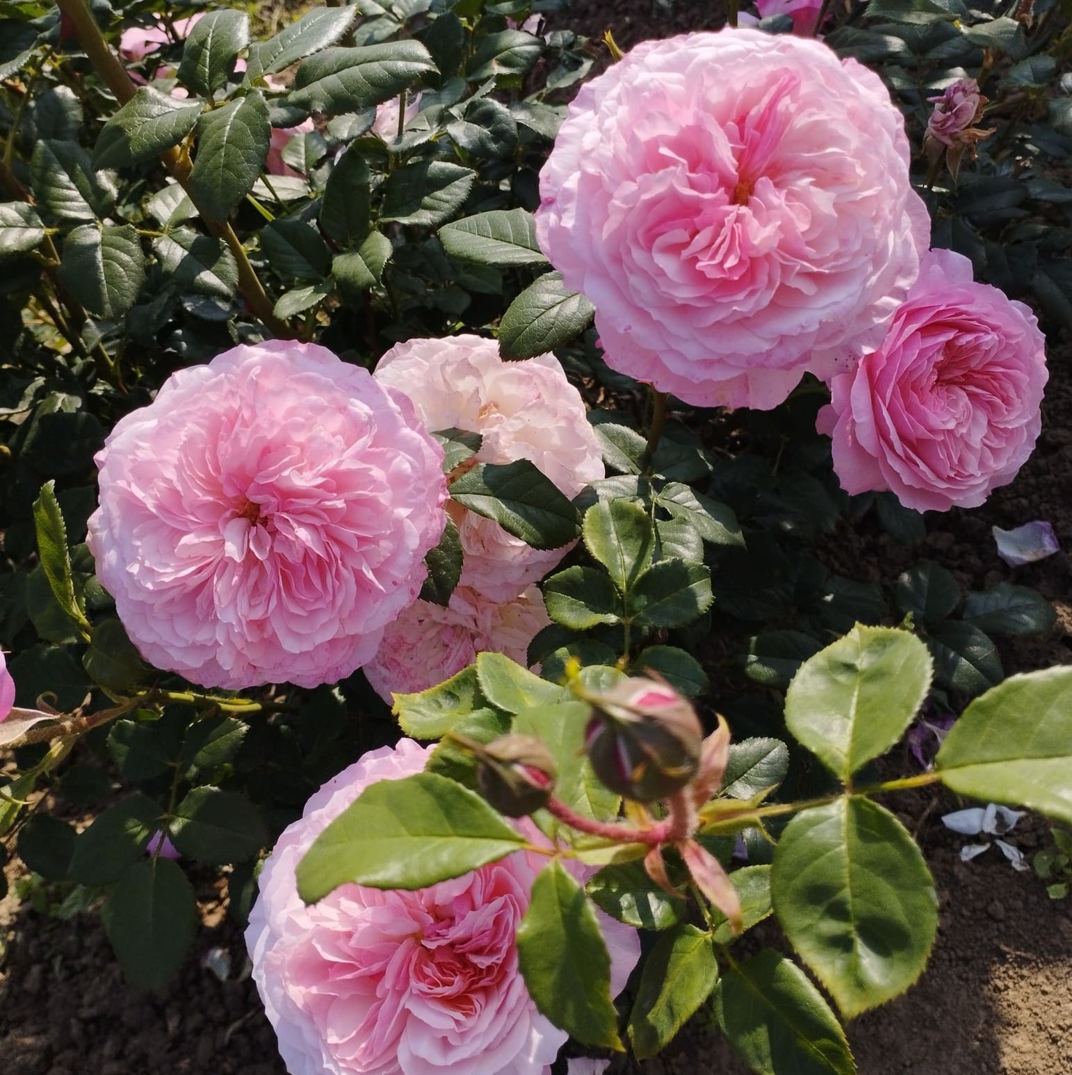 Констанс (Constance)