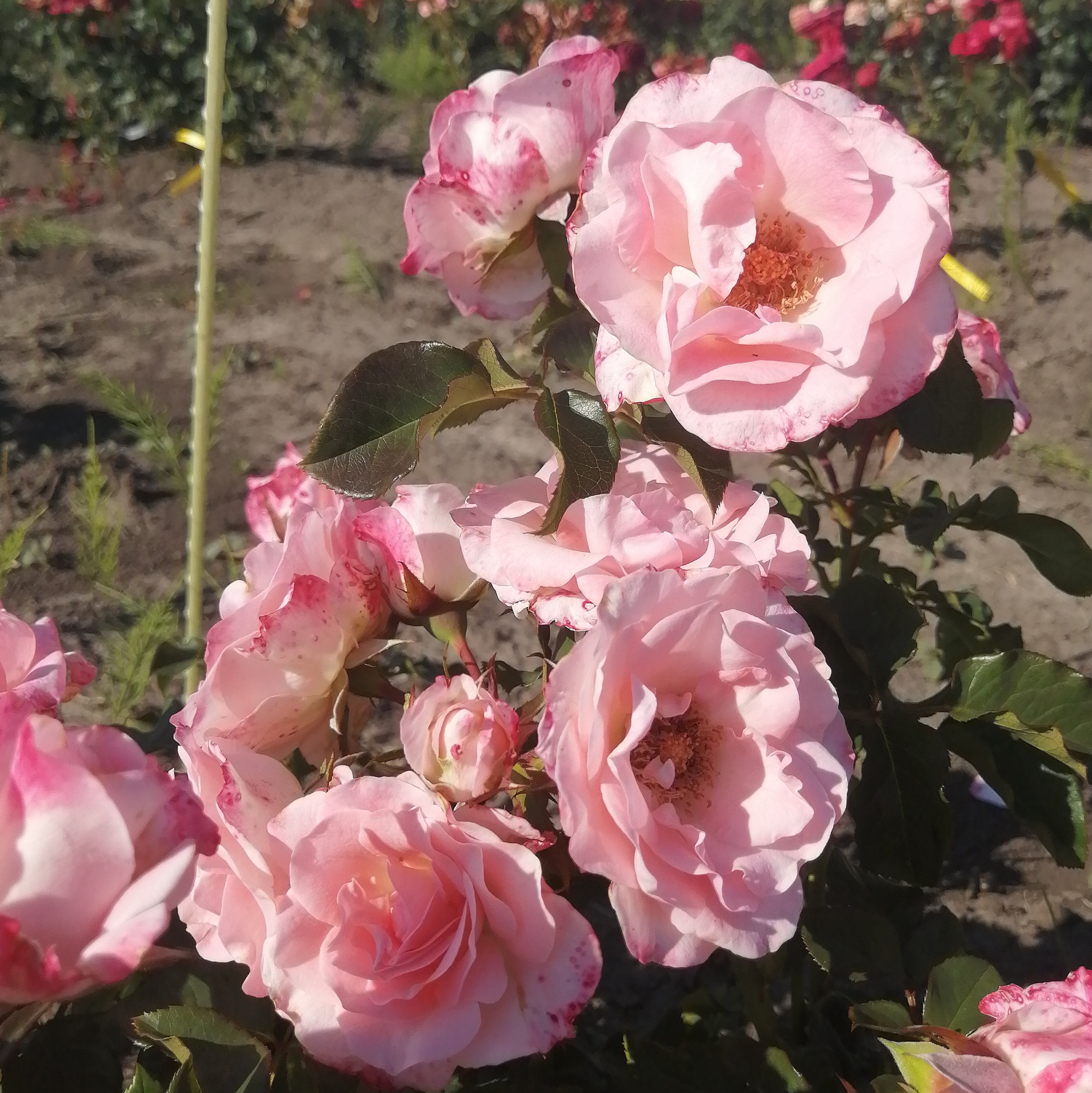 ЄС АЙ ДУ( Yes I Do) сучасний великоквітковий спрей