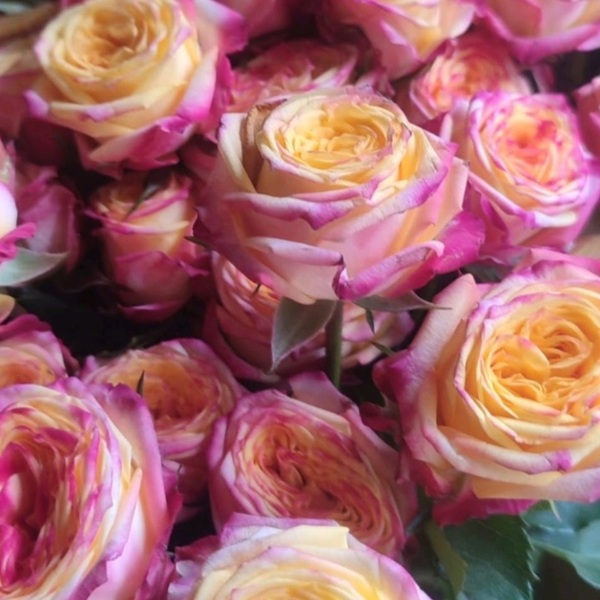 Ленд оф Фаєр — Land of fire