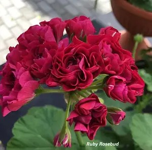 Пеларгонія розебудна Ruby Rosebud (касетна розсада).