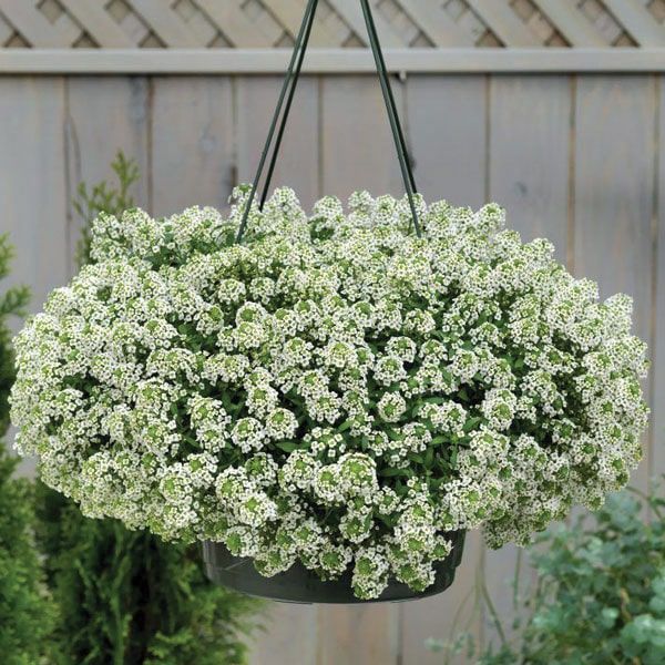 Алісіум Crystal clear white ампельний ( в горщику )