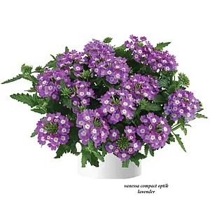Вербена (касетна розсада) Vanessa Compact Optik Lavender.